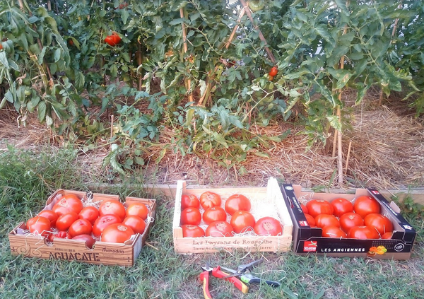 Culture de la tomate